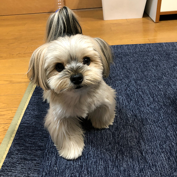 午後からおうちシャンプー🧴して、サラサラになった銀。
