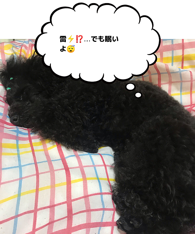 結構雷⚡️なってるのに、ラナは大丈夫みたい🙆‍♀️
それよりも眠たいが勝ち😄