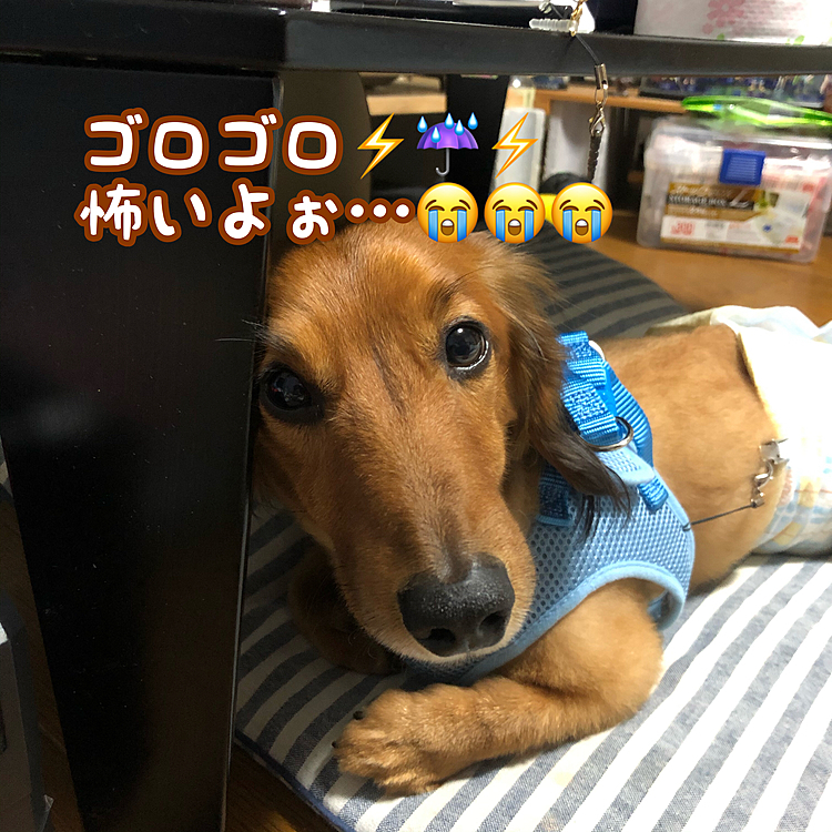 大丈夫ダョ( ･ㅂ･)و ̑̑💪
みっちがいるから安心して寝ていいよ(っ*’ω`с)ﾈﾑｲ…🤗🤗🤗

外から雷音が聞こえてビビってます💦
皆さんの所は大丈夫ですか❓
