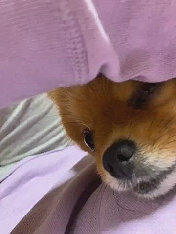 お庭ドッグラン計画の間、あまり構ってあがられなかったね😅
ゴロンと横になってるママの脇に、グイグイと無理矢理顔を突っ込んでくるルルちゃん🤣
シャッターチャンスを逃すまいと、急いで携帯を構えて連写〜っ❗️