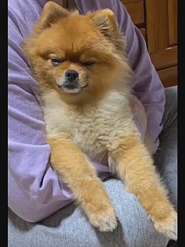 ルルちゃん、ドッグランもう少し待っててね…
というわけで、役に立ったか話しは別として、ドッグラン計画に参戦してたルルママ、夜には疲れてバタンキューだったので、ペットじまんインスタ、ほぼ出来ずでした…💦
すみません👏