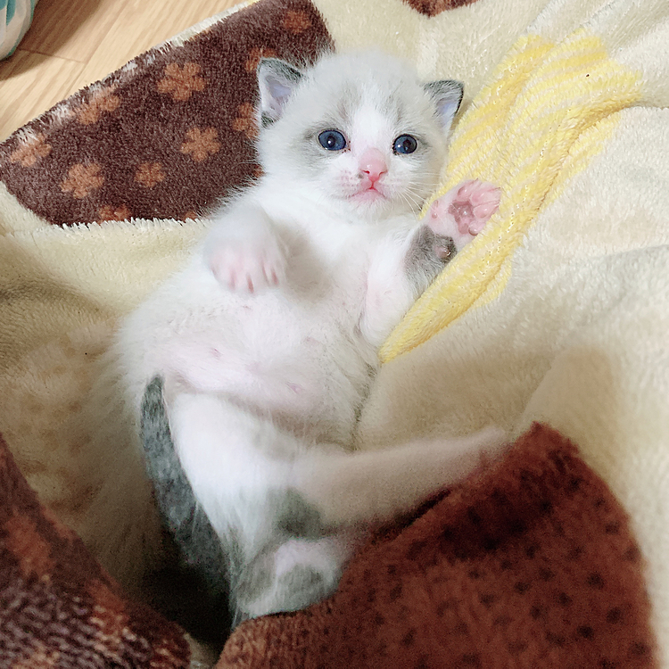 伊之助🐈です♥️"
