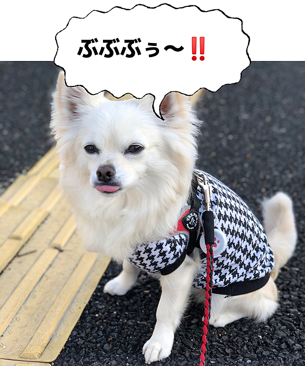 お座りしたのにオヤツくれへんから
こんなブサ顔で抗議してきます💦
長介さんか❓🤣