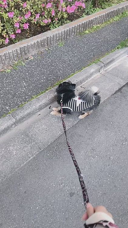 シャッシャも張り切ってました🐯💡


そういえば、お鼻の右下
ちょっとハゲ気味なんですけど

これは何ででしょうか、、

写真じゃ分かりづらいかな？💦


地面の匂いばっか嗅いでるからかなぁ💦


