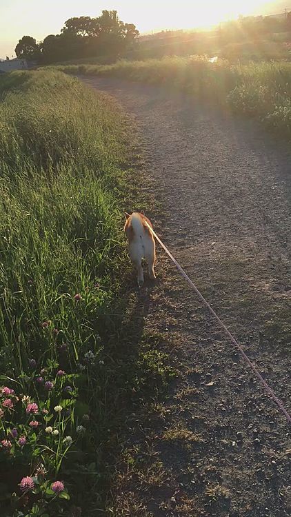 夕方のお散歩🐾軽快に歩いています🍃