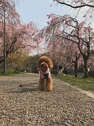 🍀スライドショーの楽しみ方🍀
その1
今年の桜から薔薇までの季節のお花を見て下さい🌸🌷🌼🌹
その2
トリミング直後〜今朝のハッピーの髪の変化にもご注目👀
その3
ど根性ツツジも出て来ます💪