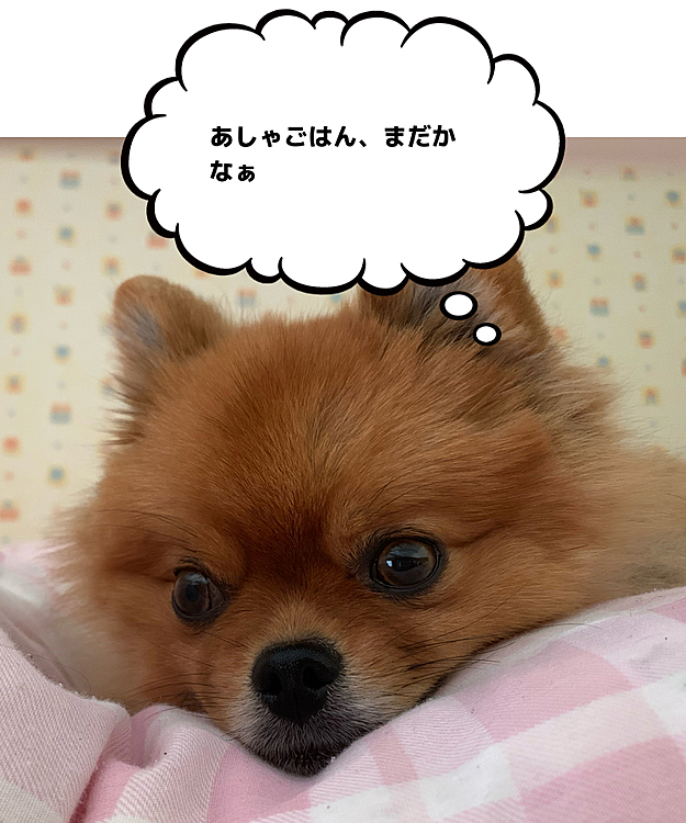 眠そうにしてるけど、実は朝ご飯のことを考えてるよね🤣