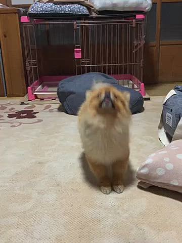 興奮して👅がレロレロしだすルルちゃん🤣
ボール持って来ても離さないので
「もうおしまい❓」って聞くと、ポロっと離します🤣