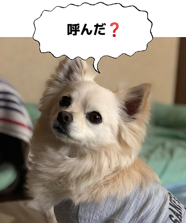 おはようございます☁️
小雪は今朝も元気いっぱいお散歩してきたよ🎵🐶
お友達のポンちゃんに会ったから
一緒にオヤツ食べてん💕