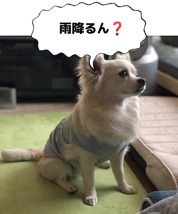 朝から曇ってるけど、天気予報では
夜から雨みたいやで😄
夕方のお散歩は行けるんちゃう❓