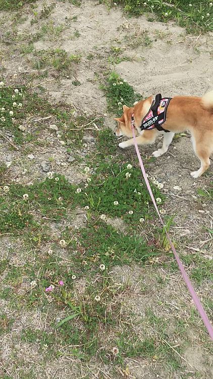すっかり軽快に歩けるように❣️
何とか慣れたようです✨でもブルブルする回数が多いので気にはなるよう💦少しずつ慣れていこうと思います😊今日は慣れる為で首輪にリードつけたけど…慣れてきたら首輪とハーネス連動して、ハーネスにリードつけてみようと思います✨すっぽ抜けが怖いので😨

