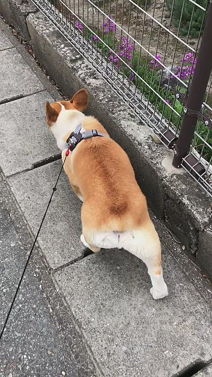 早くお家に帰ってご飯食べたいんだねー😃
食いしん坊まあるさん❤️