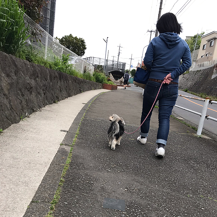 ずっと先に抜かして行ったランナー🏃‍♂️を追う事も無く、マイペースなお散歩のデイジー🌼。