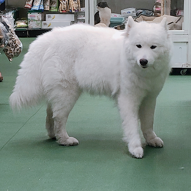 なんと3度目の妊娠で
あと数日で赤ちゃんが生まれるそうです❣️

トリミング待ってる間に
頭とお腹、ナデナデしてきました😊

以前カモちゃんの子供に
愛犬ヴィレッジのランで会ったことがあるので
また近所の方々や、カモちゃんのファンが遠いとこからお迎えするのかなぁ💡

たのしみです👶❣️



