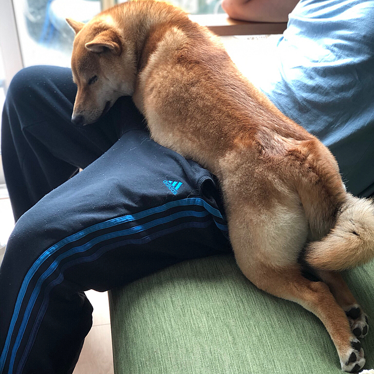 パパのひざ気持ち〜なー🐶💙❤️