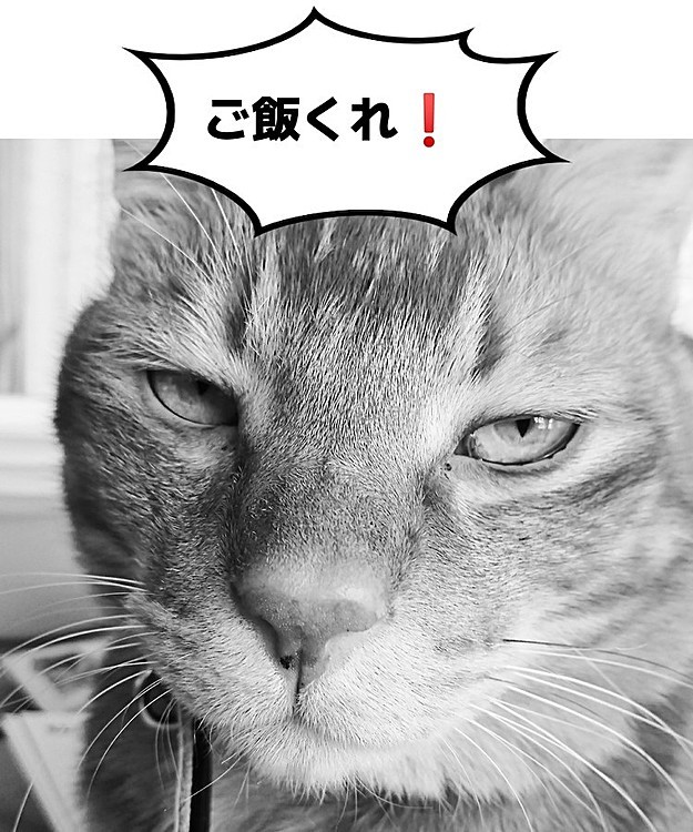 ます0802の投稿