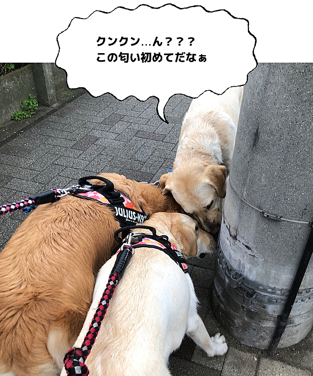 冒険好きなライト🐶🎶
どんどん新しい道を進んで行きます🐾

匂い嗅ぎは🐶🐶🐶一緒❣️
行く先々でこんな感じ😅
なかなか先に進みません💦

雨足が強くなって来たから、早くお家帰ろうよ❗️