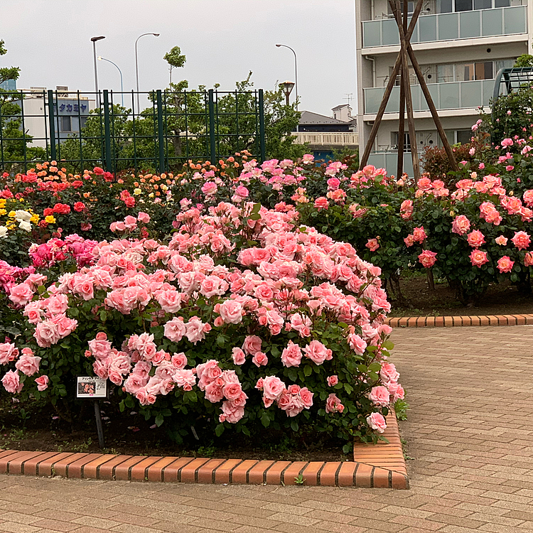 満開の薔薇🌹写真を撮りたい私と散歩に夢中のハピさん…じっくりは見てられないね…😅