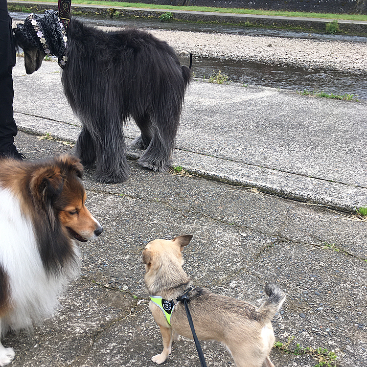 2頭の飼い主さんに「フレンドリーな子だねー」と褒められて大喜び👍❤️
人懐っこい子に育ってくれてありがとうね😊