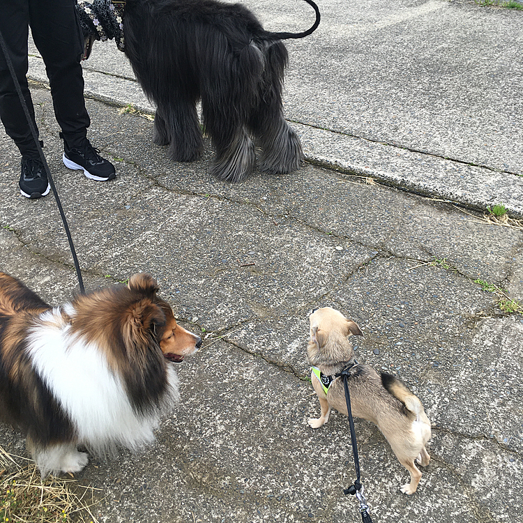 仲良くしてくれてpocoは嬉しいよ😍
また、会えるといいなぁ🐶❣️