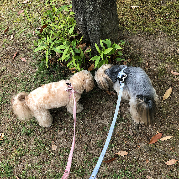 5/10 今日は地元の大きな公園で散歩🐾
いつも通りにパトロール👮‍♂️
🐶ちゃんからのお手紙あるかな❓
