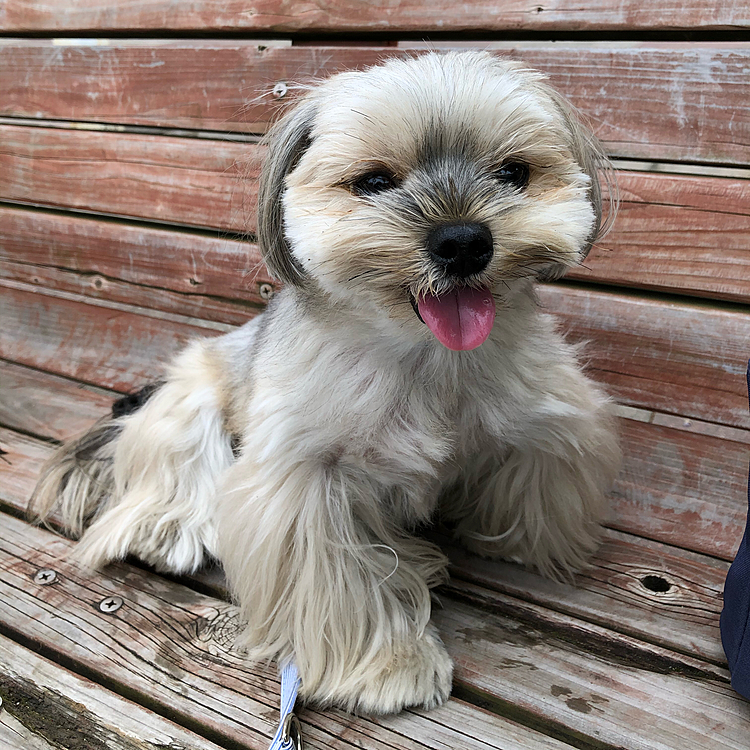 またまた、変顔🤪を披露する銀🐶
耳はどこいった⁉️