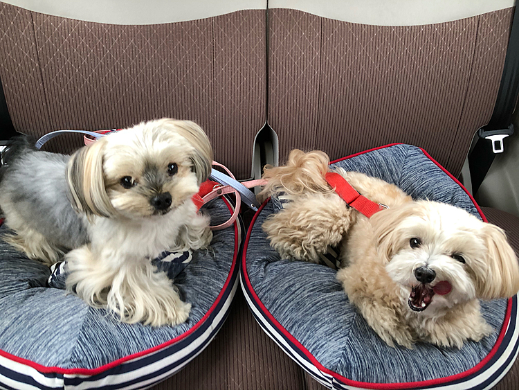帰りの🚗の中。
ホームセンターにも立ち寄り、いつものルーチン終了でご満足な🐶🐶
体力のない銀はお疲れかな🤔
家に帰ってからはしっかりお昼寝出来ました🤗