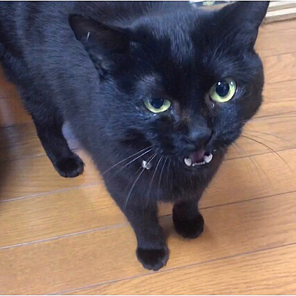 ご飯くれー！！！
YouTube動画更新しました🐱
よかったら見に来てね🐱
https://youtu.be/Ajt57YVKCnM