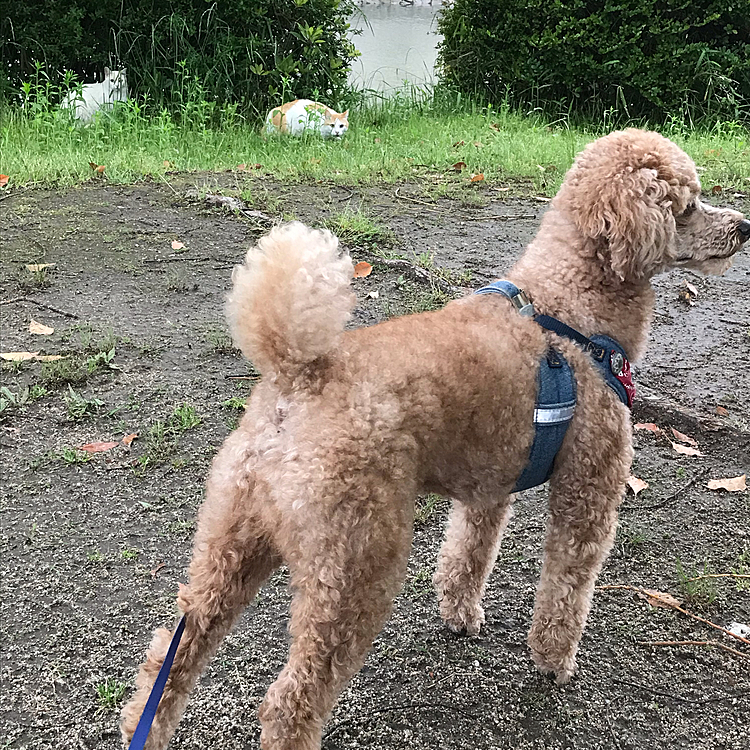5/10
夕方散歩に出かけたら、雨がポツポツしてきて急いで帰ってきました😅
散歩時間15分くらいですかね😓
途中、猫ちゃんに会いましたが、アラシは全然気付いてない🤣と言うより無関心ですね🤣
