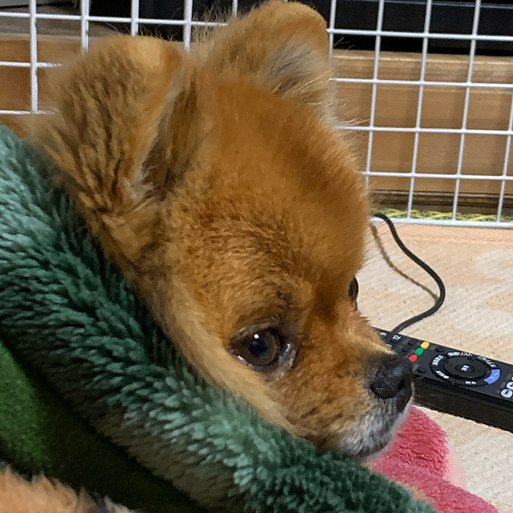 で、疲れたのか毛布の上に横になって休憩してたので、上からも毛布かけてあげました🤣