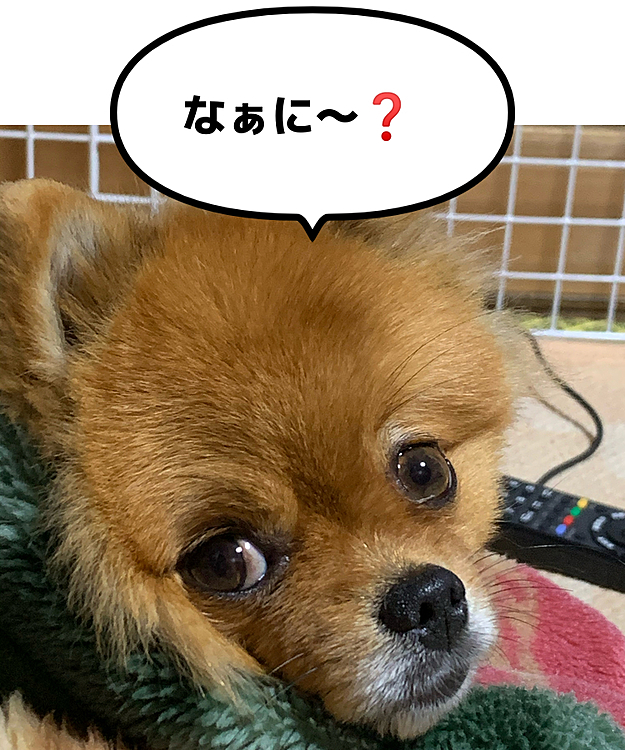 そしたら、最後はこんな顔🤣
めっちゃ迷惑そう〜😅
