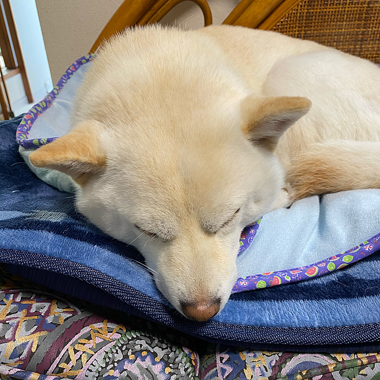 朝早く、寝床から起きてきて、お気に入りの椅子の上でまどろむコロンちゃん。