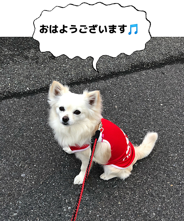 おはようございます☁️
今朝もまた雨上がり💦
地面が濡れておりまする😅
小雪は今朝も早起きしてお散歩に行ってきました🐾👣