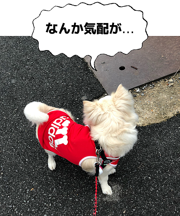 小雪、それは気のせいやん🤣
誰もおらんやん😂
この後、しっかり歩いて帰りました🏠