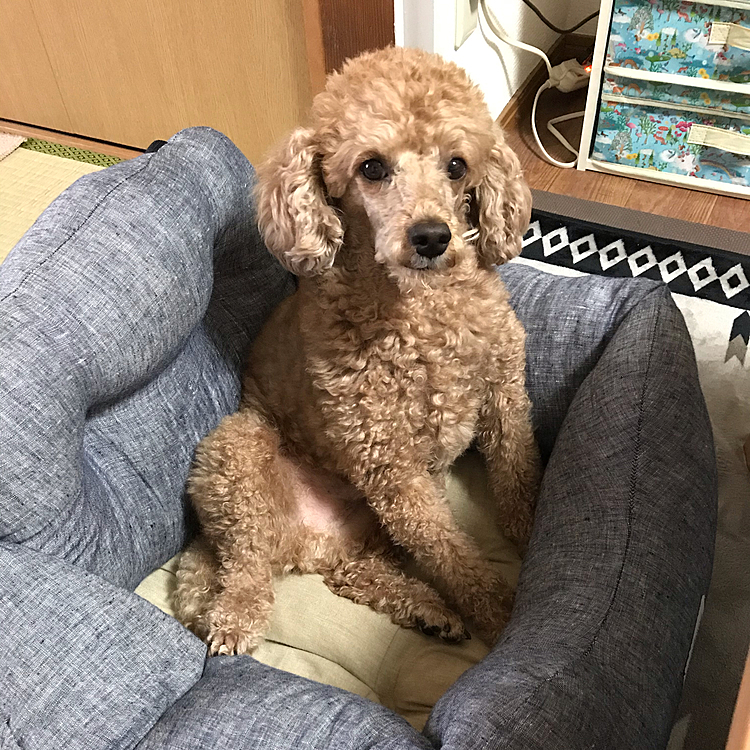 5/11
今日はアラシのワクチンを打ちに行きました。注射は私の押さえ込みで、鳴かずに終わりました。採血データも気になるところがあったので、3ヶ月後にもう一度採血して経過を見る予定となりました😓どうした？疲れたのか？

帰ってからのこのおっさん座り🤣