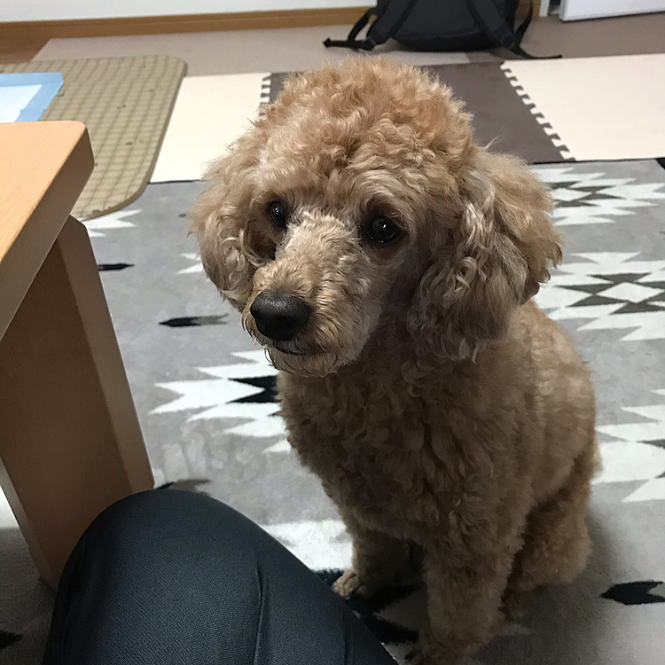 朝、私が朝ごはんを食べてるのをじーっと見てます😆
何も落ちてこないよ(笑)