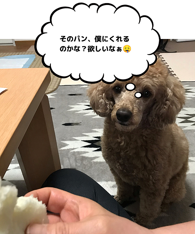野上の食パン🍞めちゃ美味しいですよね😋そのパンを狙ってます。美味しいのがわかるのかな？普通の食パン食べる時は反応ないのに😅残念、アラシは食べれないのよ🤣