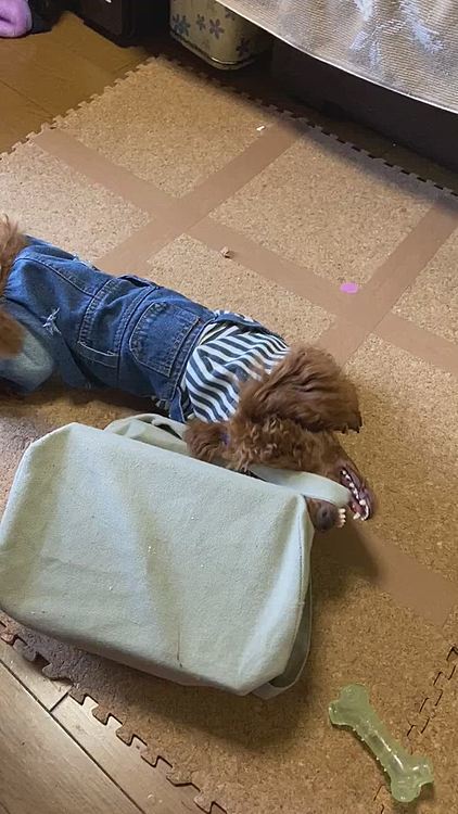今日はお散歩後、ママがしまっていたもの引っ張り出してお買い物行こうとしてました🤷♀️
ママに怒られるぞ~笑
でも、君より大きいもの持ってどこへお出かけへ?