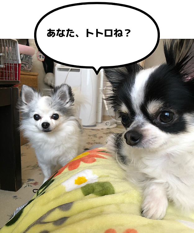 昼寝をしていたら私のお腹の上に乗っかってきました。