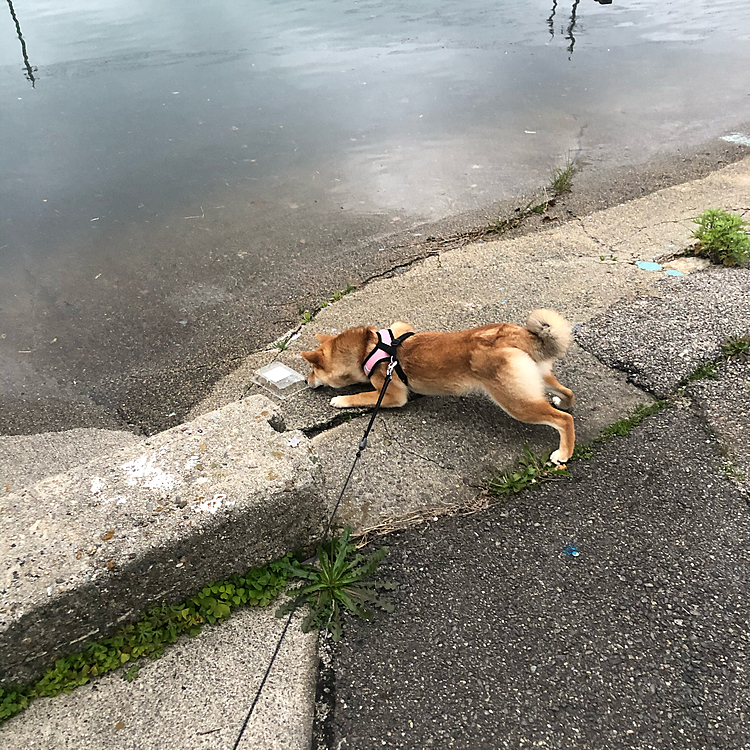 ゴミにビビる😅ペルシア