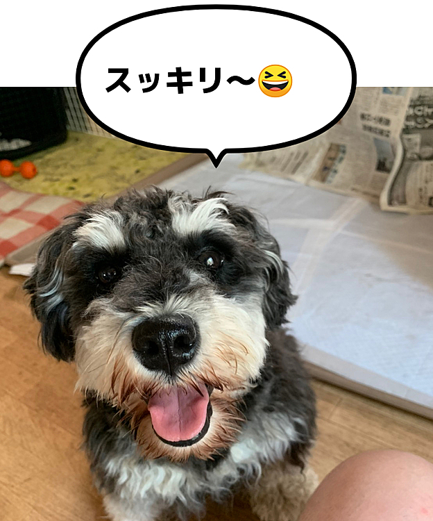 サン、シュナっぽい⁉️笑