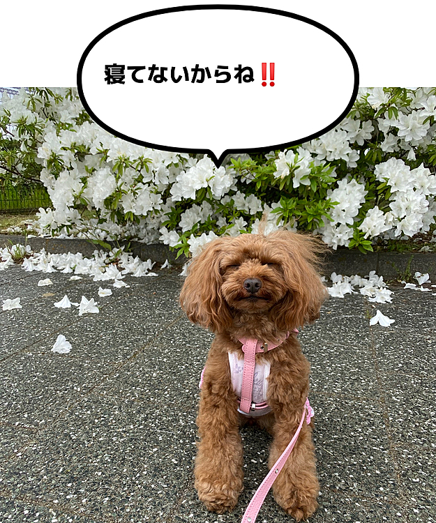 5/11(月)
みなさん、こんにちは🐶
ピーチです🐩
ママが買ってくれたの。しょうかいしますね❣️
ちなみに、ﾜﾀｼ 眠ってるわけではないので🤣