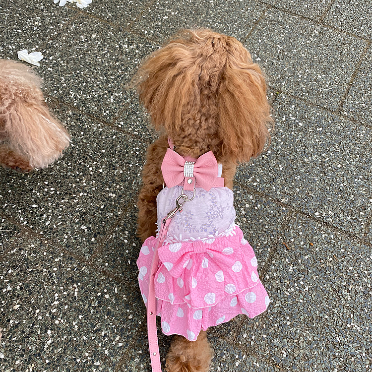 ハーネスとリード買ってくれたよ。
🎀付いててかわいいって。
なんか、やすうりしてたんだって。
ママ、ホントはホワイトがほしかったみたいだよ。