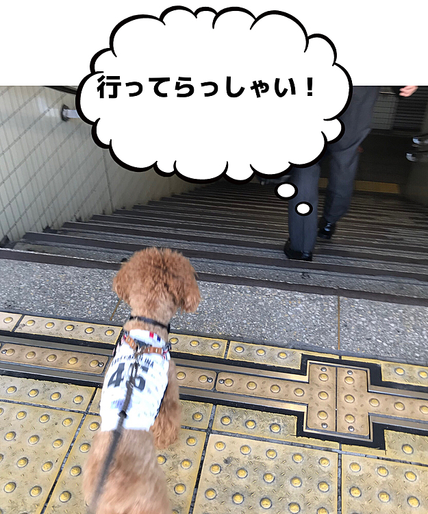 週末は土日ともにどんよりして降ったり止んだりのハッピー地方でした🌧
雨の止み間にチャチャッとお散歩に行くだけのお篭り生活でした😔

今日は一転朝から快晴で気持ちも晴れやかです☀️
暑くなる予報なので、パパさんを駅に送りがてらお散歩に出掛けました🐾
