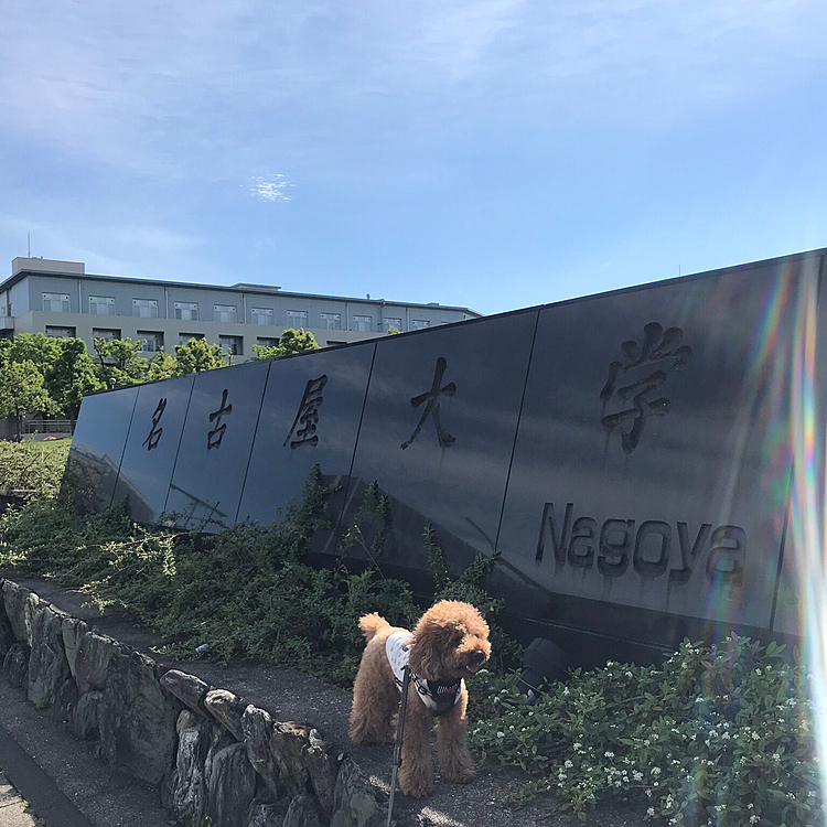 緑の多い大学の方へ行ってみました🌿
普段なら学生さんで賑わうはずですが、もちろん閑散としていました💦
