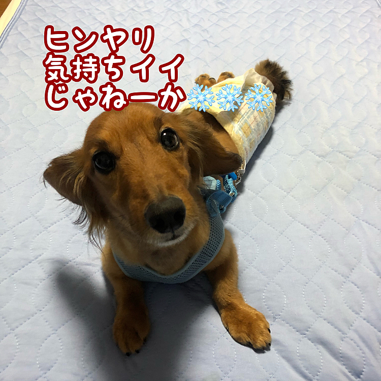 今日からいきなり暑くなったので､今年初の冷感敷パットを敷いたらココ太郎🐶が真っ先に乗っかってきました😆😆😆
ヒンヤリ気持ちいいネ～❄❄❄眠たくなるね～(っ*’ω`с)ﾈﾑｲ…💤💤💤(笑)