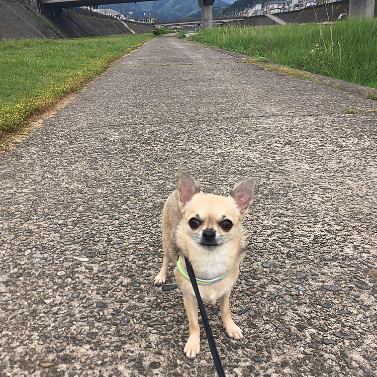 昨日のお散歩風景の続編🐕🐾🎶👍