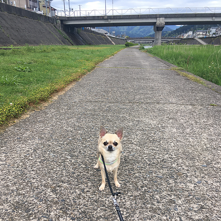 この長く続く河川敷の風景は
pocoな大好きスポット🥰❤️👍
珍しく正面からパチリ📷