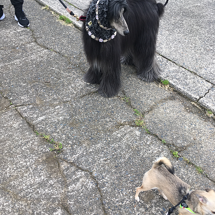 アチャ💦🤣ボルゾイさんが
pocoの事心配そうに見てますよ🐶
そろそろ顔合わせましょうよ👀
