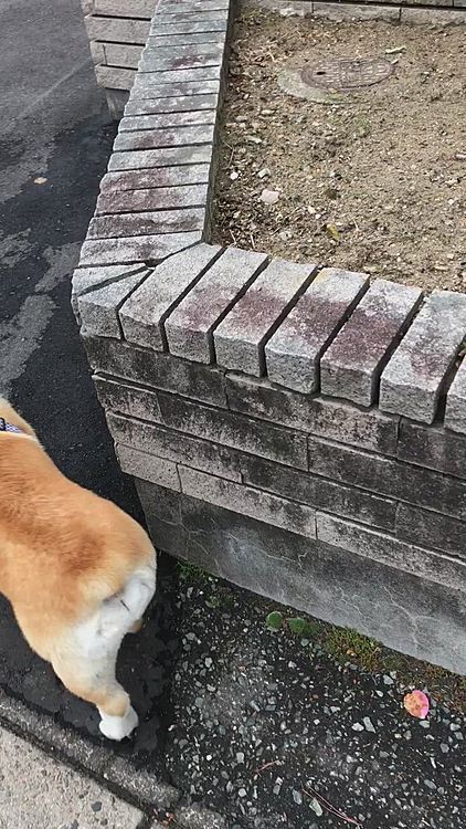 あの危険な物は、今朝無くなってました😃
ホッと一安心😃